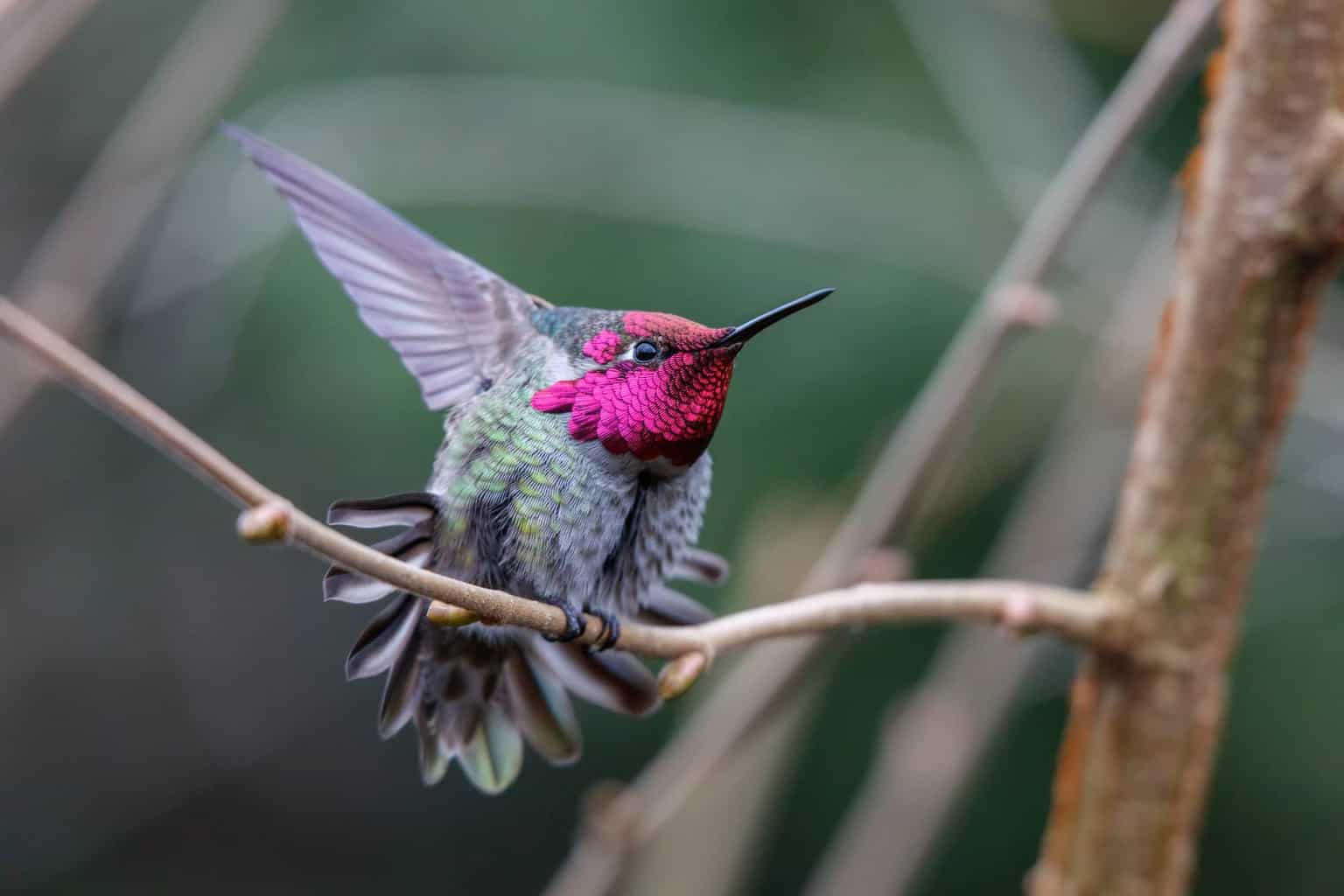 When Do Hummingbirds Arrive in And Leave Maine