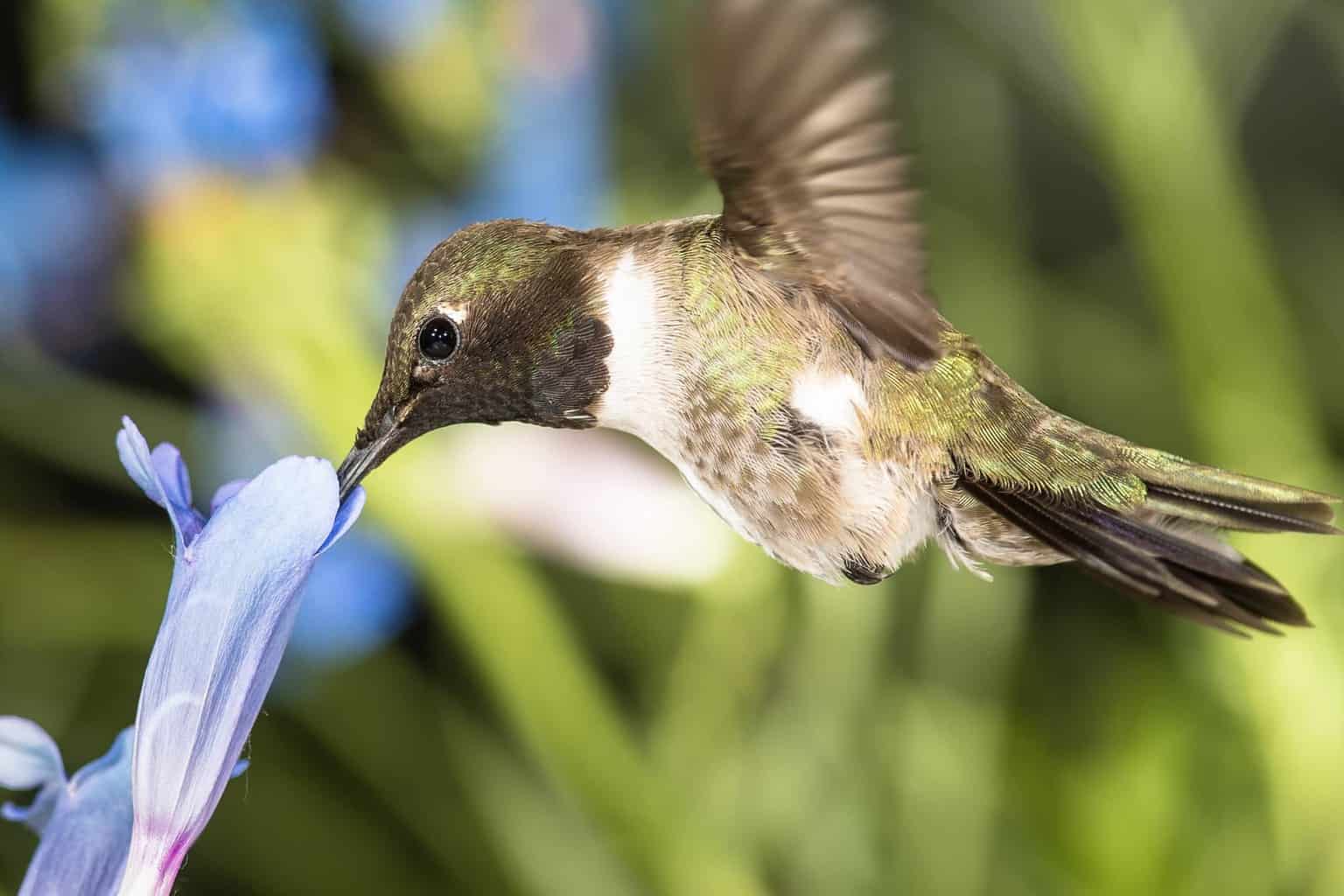 when do hummingbirds arrive in and leave michigan