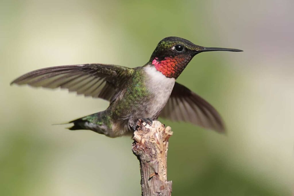 When Do Hummingbirds Arrive & Leave New Hampshire