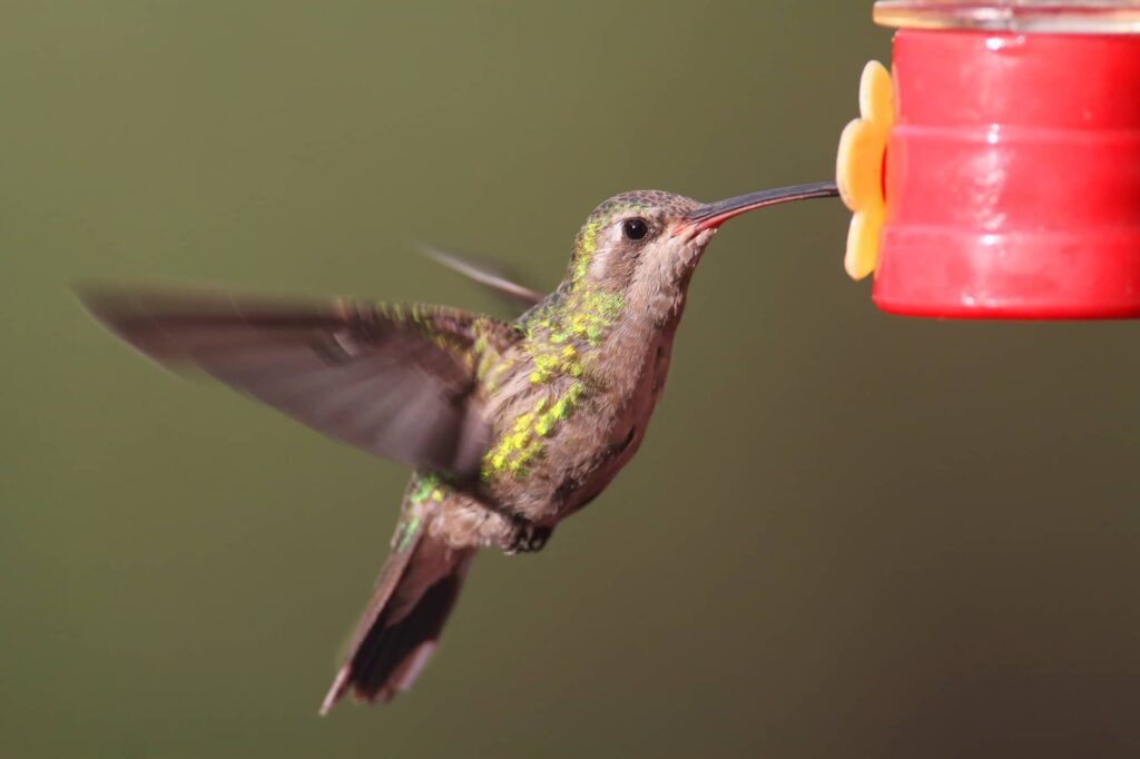 When Do Hummingbirds Arrive & Leave New Mexico