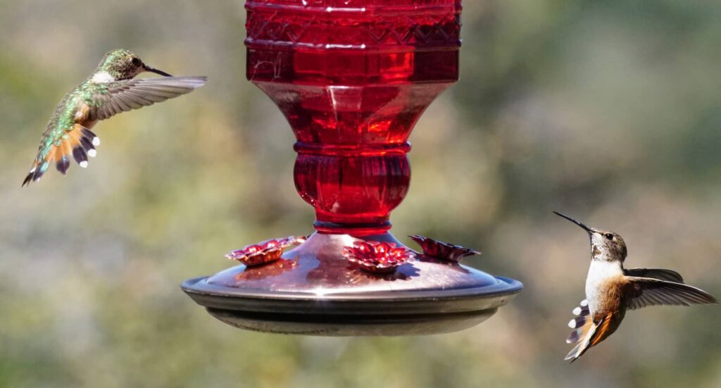 When Do Hummingbirds Arrive & Leave Oklahoma