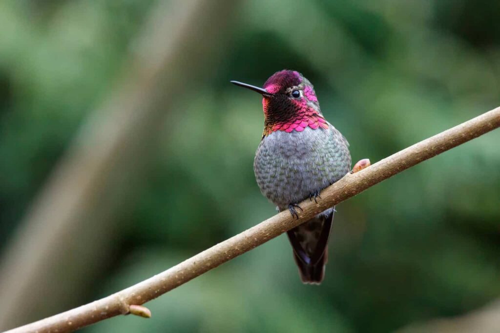 When Do Hummingbirds Arrive & Leave Oregon