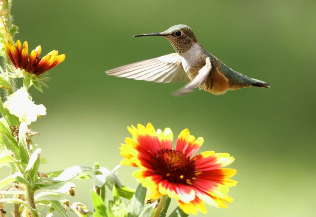 when do hummingbirds arrive in and leave South Carolina