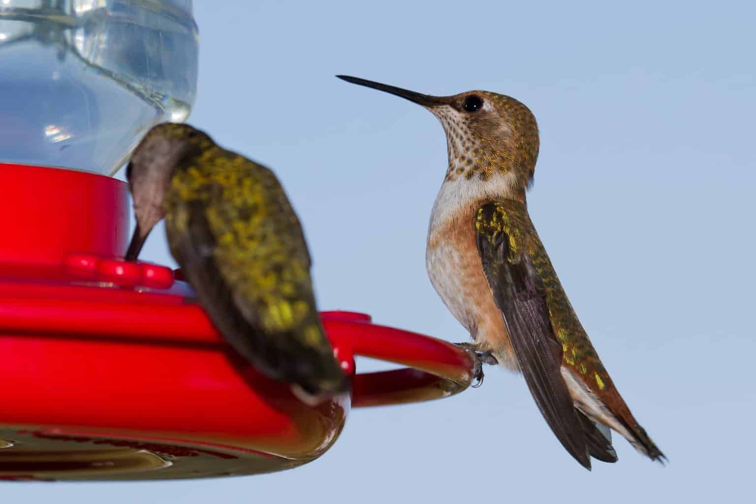 When Do Hummingbirds Arrive & Leave South Dakota