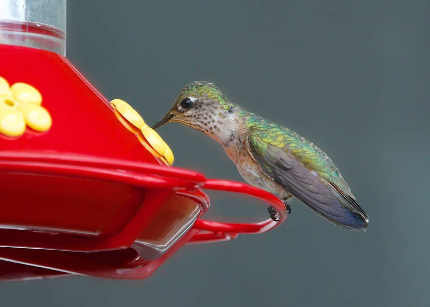 When Do Hummingbirds Arrive & Leave Utah