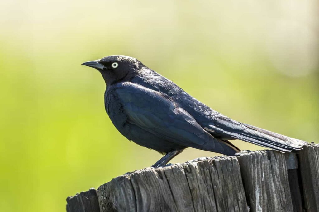 Blackbirds In Arizona