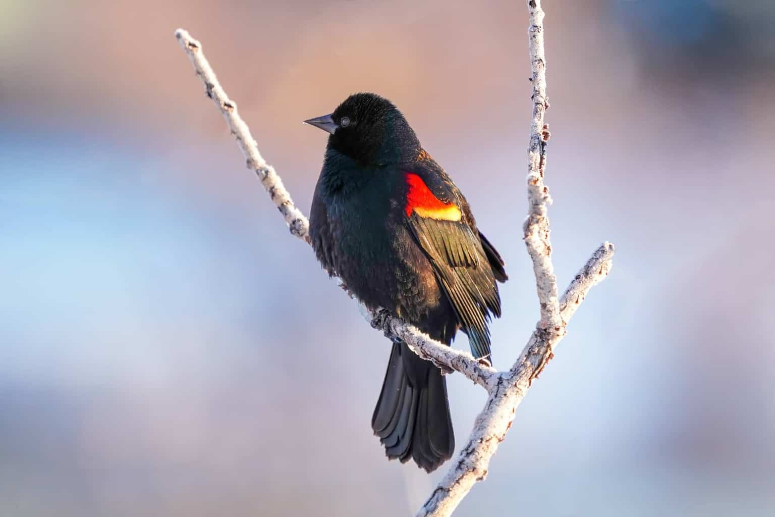Blackbirds In Arkansas