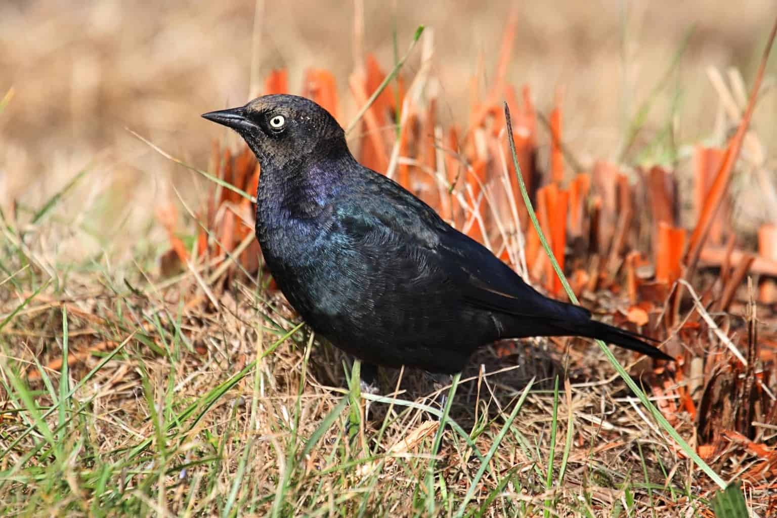 Blackbirds In Connecticut