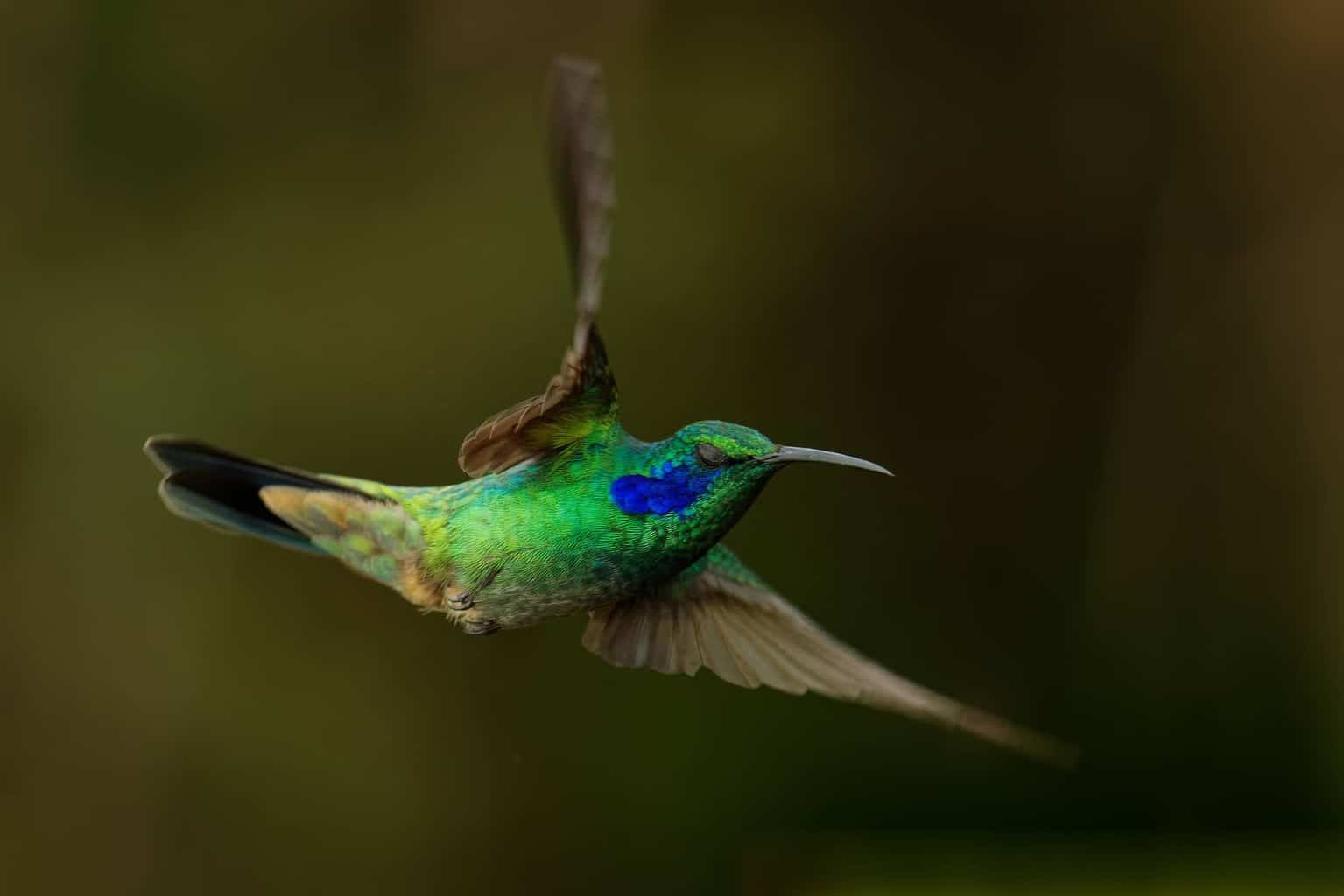 Green-violetear Hummingbird