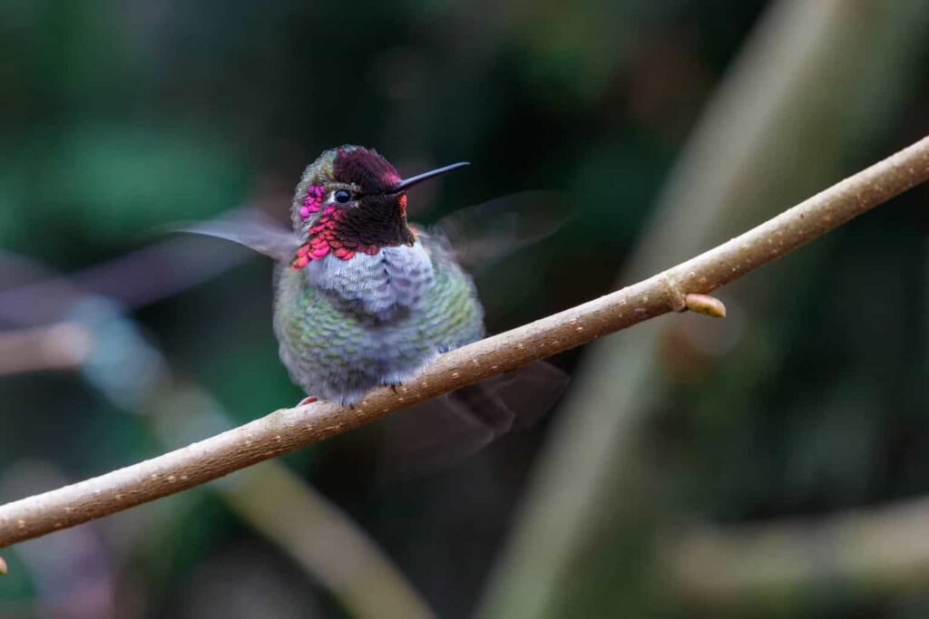 Hummingbirds In California