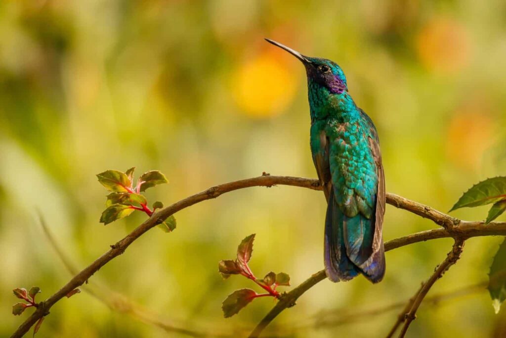 Hummingbirds In Illinois