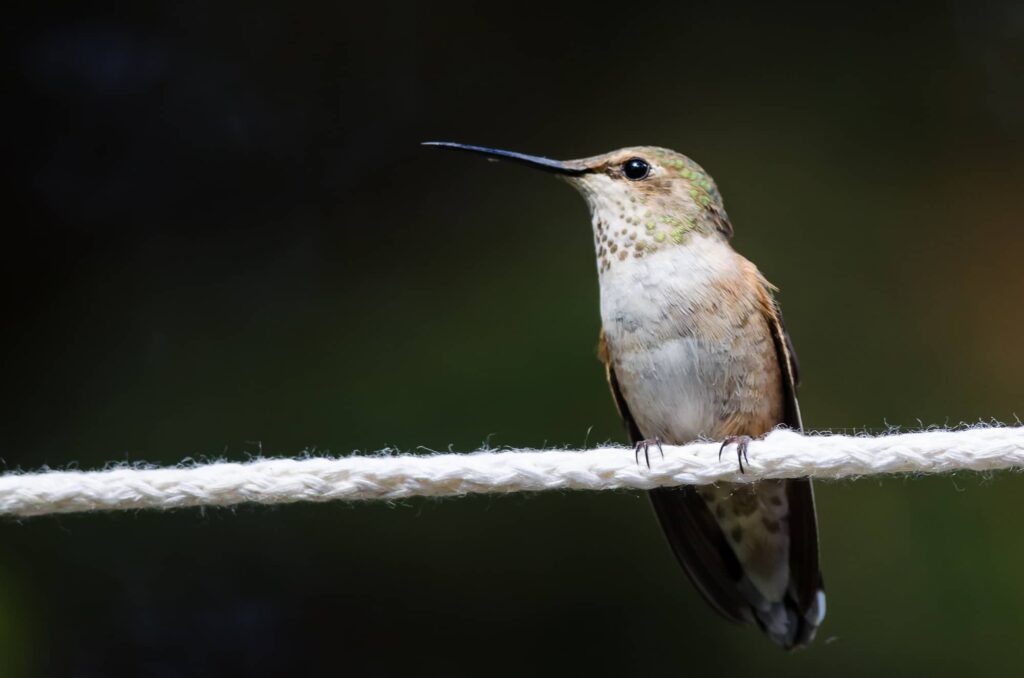 Hummingbirds In Iowa