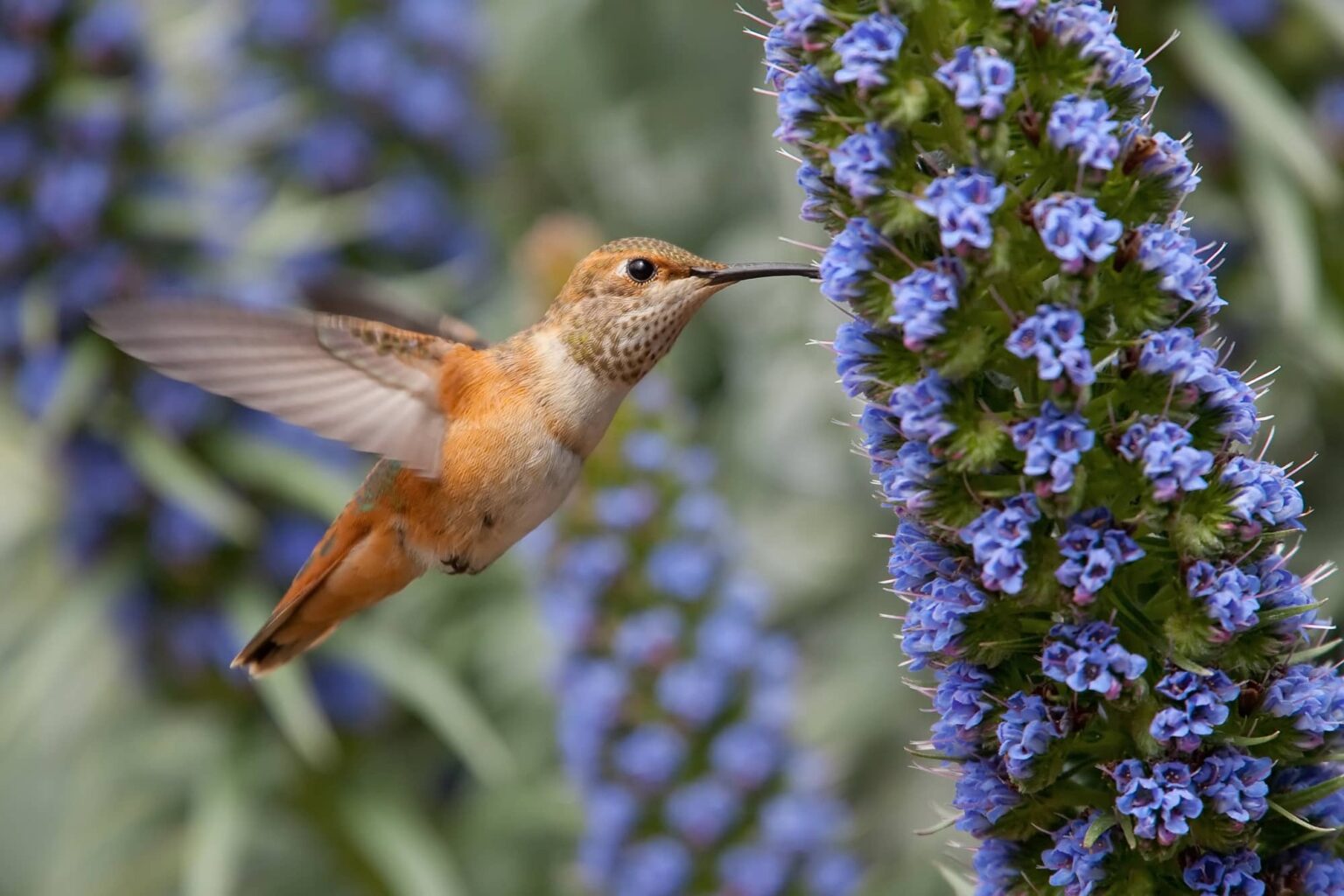 Hummingbirds in Texas: 18 Magnificent Little Creatures To Spot