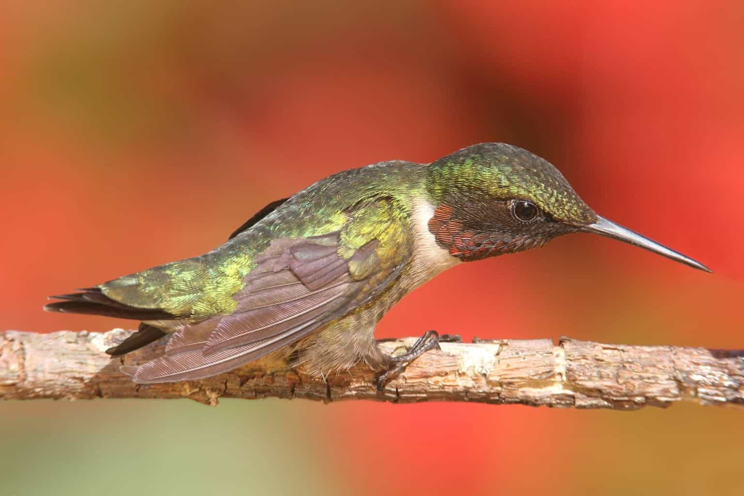 hummingbirds in virginia