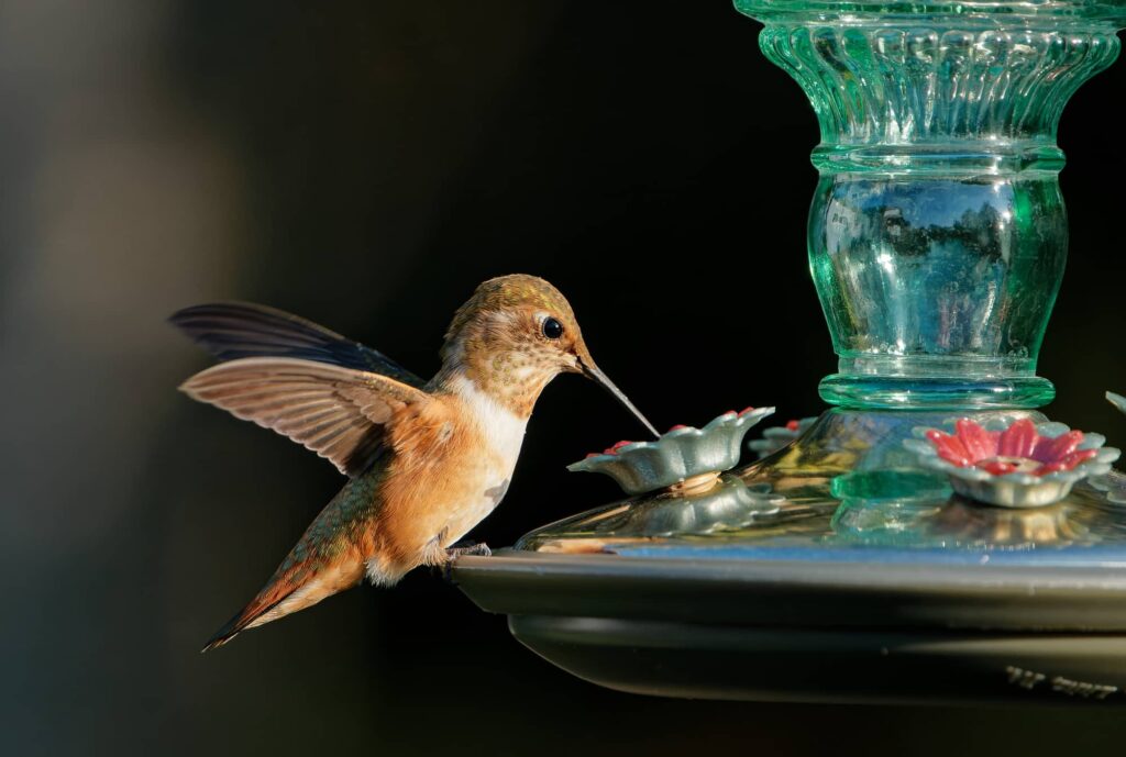 when do hummingbirds arrive in & leave mississippi