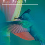 2 Do Hummingbirds Eat Fruit