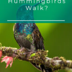 4 Can Hummingbirds Walk