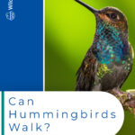 7 Can Hummingbirds Walk