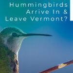 7 When Do Hummingbirds Arrive In Leave Vermont