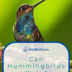 8 Can Hummingbirds Walk