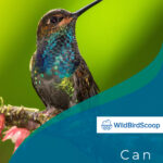 can hummingbirds walk