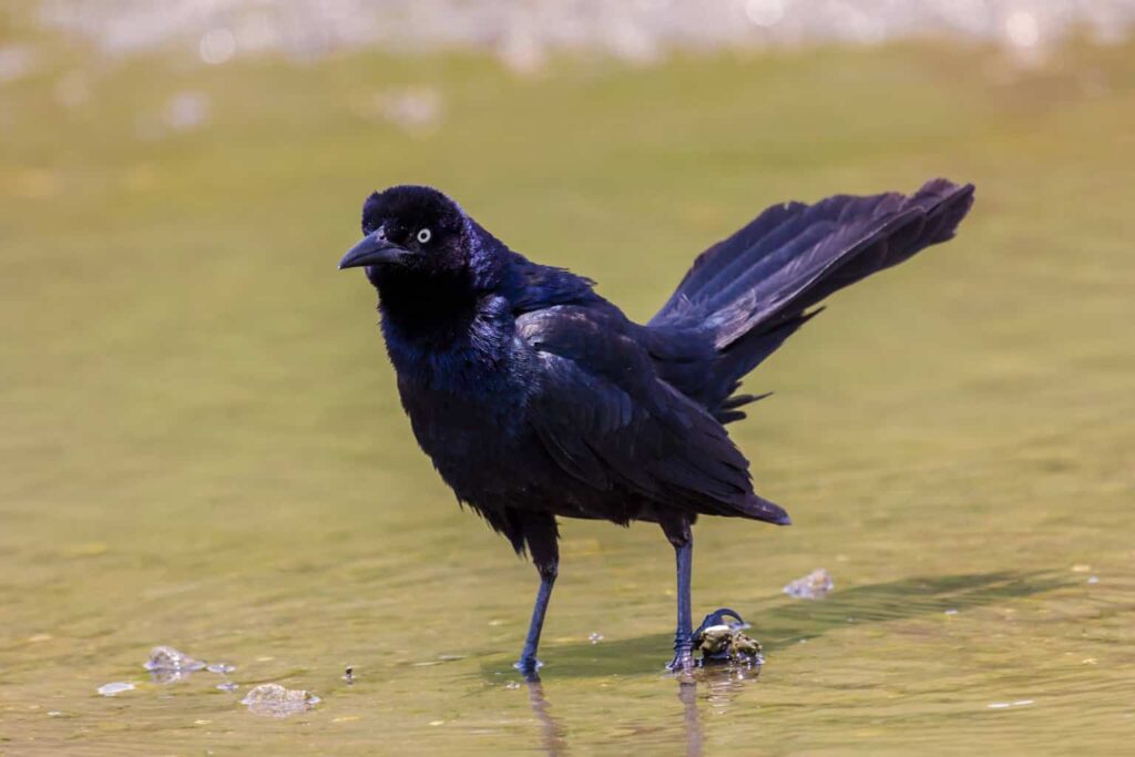 blackbirds in delaware