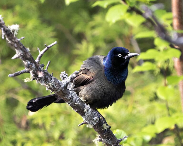 Blackbirds In Georgia