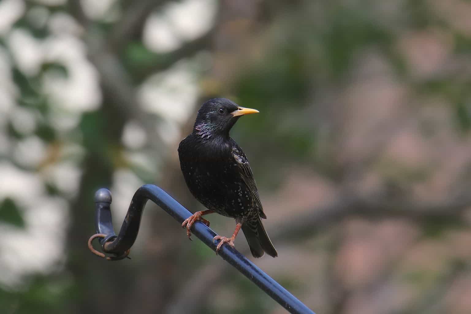 Blackbirds in Maine