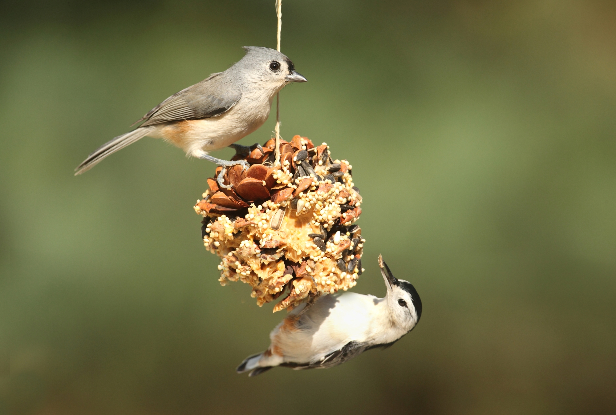 Can Birds Eat Peanut Butter 