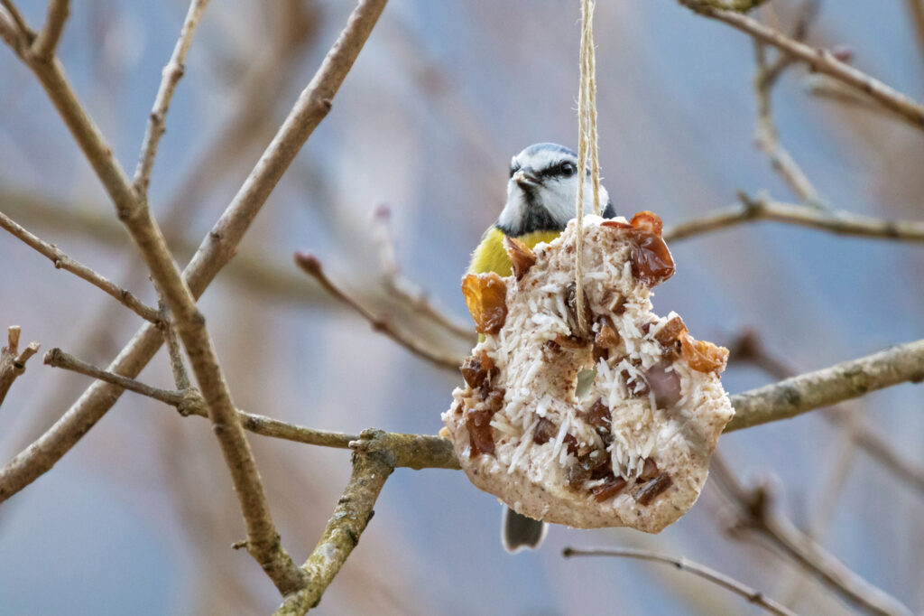 Can Birds Eat Raisins
