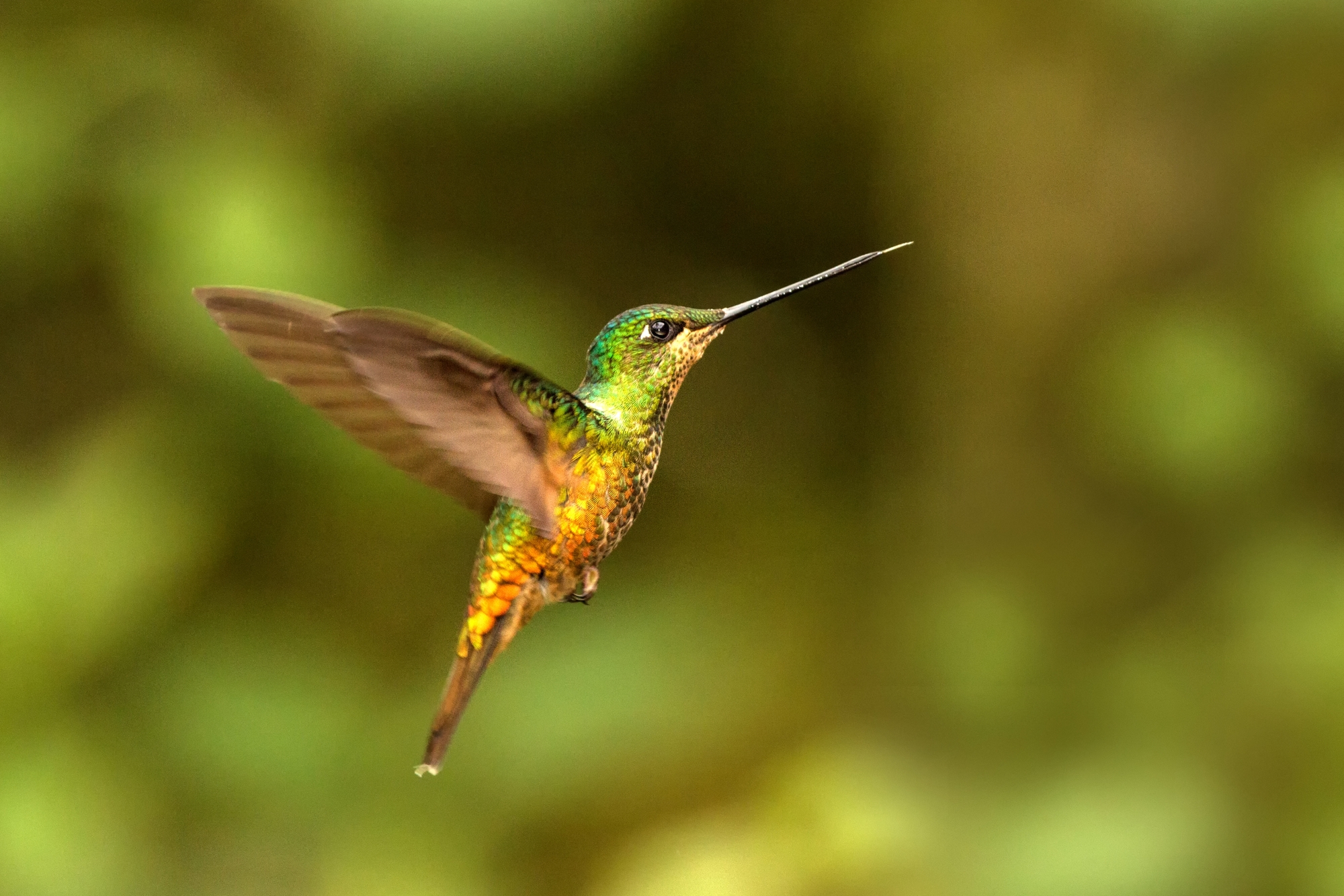 Can Hummingbirds Fly Backwards