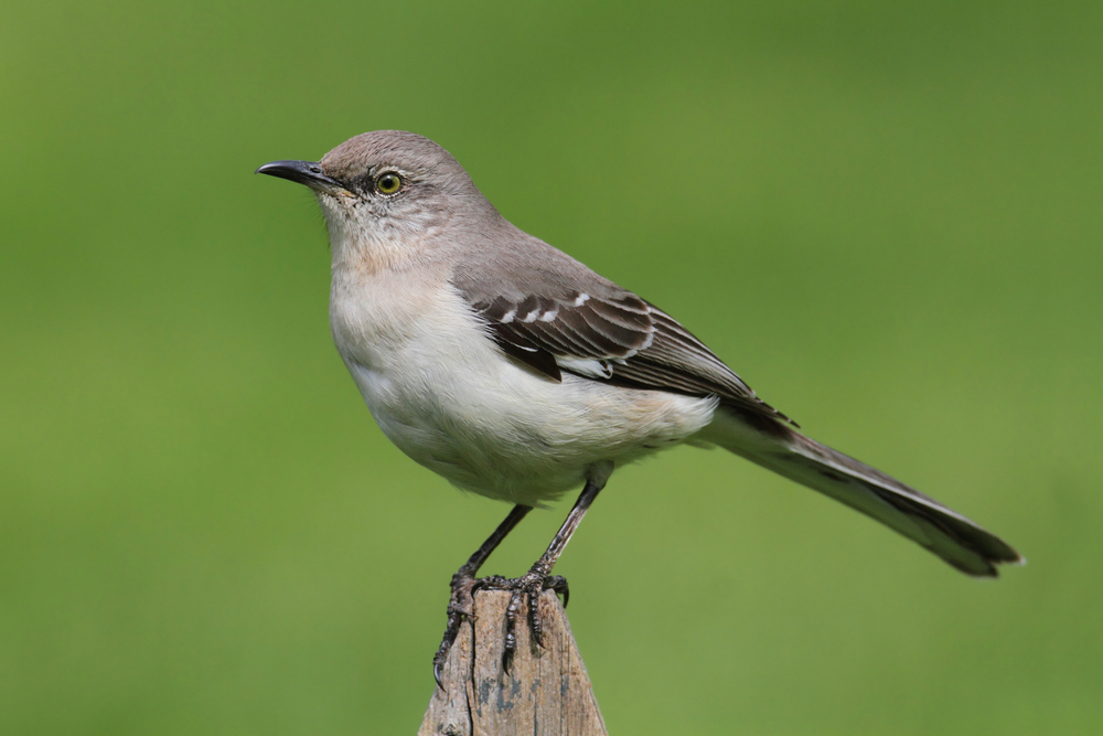 What Bird Sounds Like a Human Whistle?: 10 Birds To Listen For
