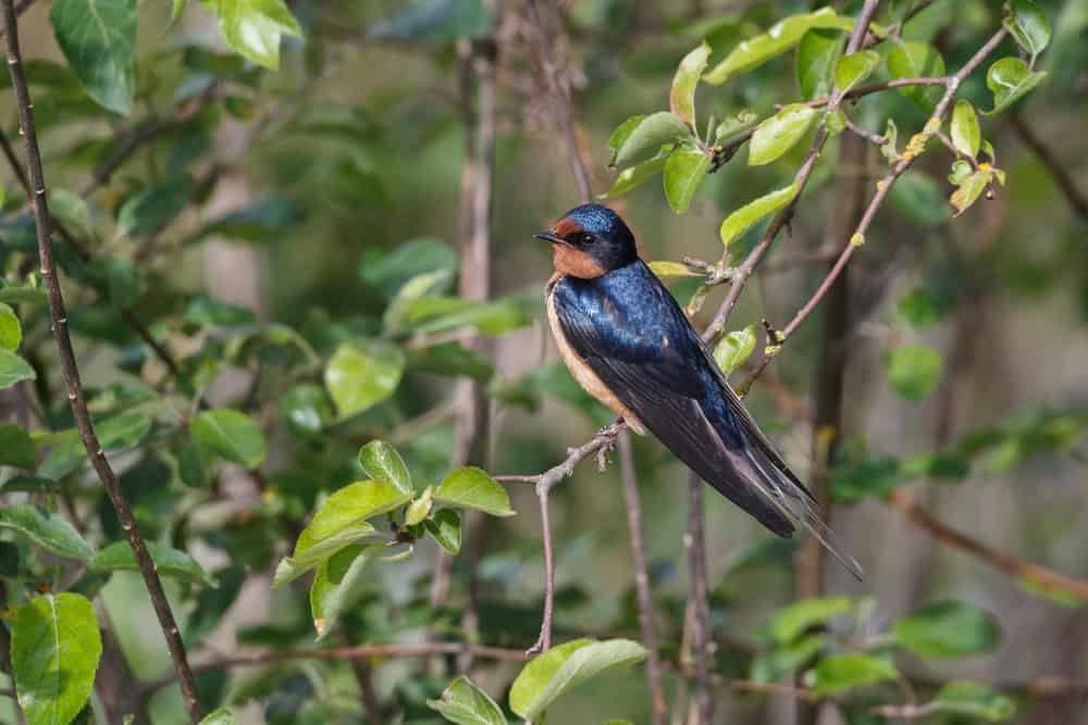 Barn swallow