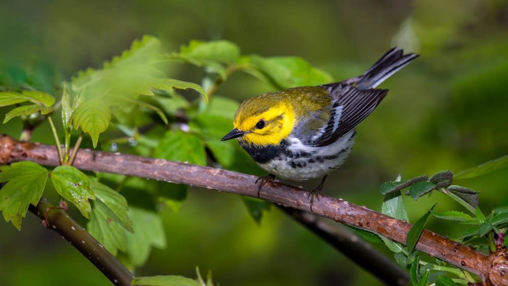 Black-throated green warbler