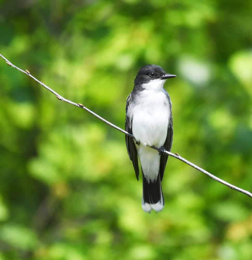 Eastern kingbird