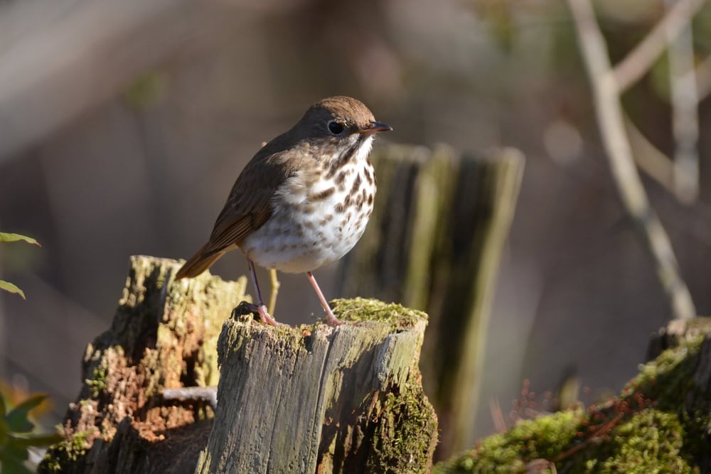 Hermit thrush