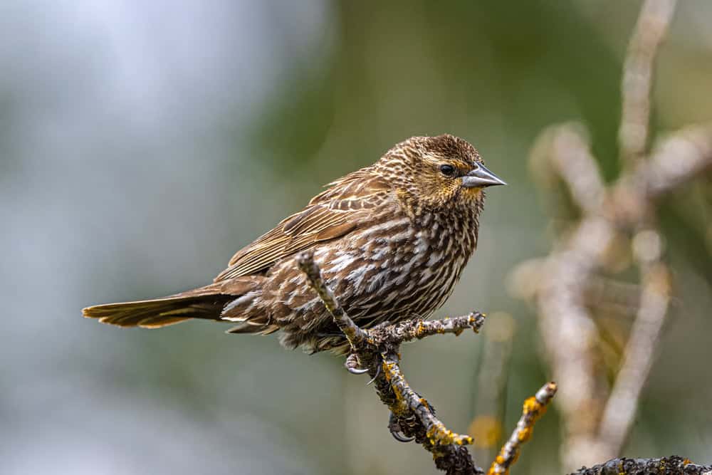 Red-winged blackbird (female)
