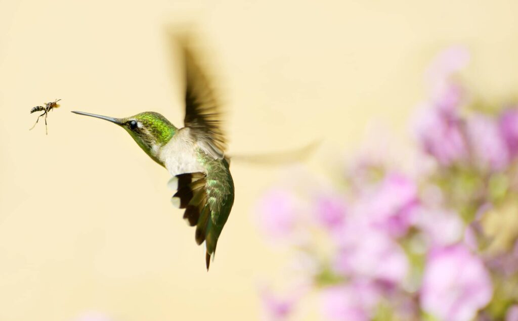 Do Hummingbirds Eat Bugs