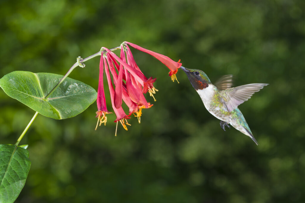 Do Hummingbirds Like Honeysuckle