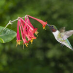 Do Hummingbirds Like Honeysuckle