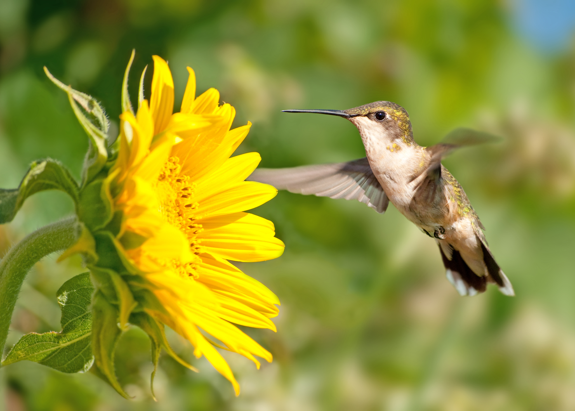 Do Hummingbirds Like Sunflowers