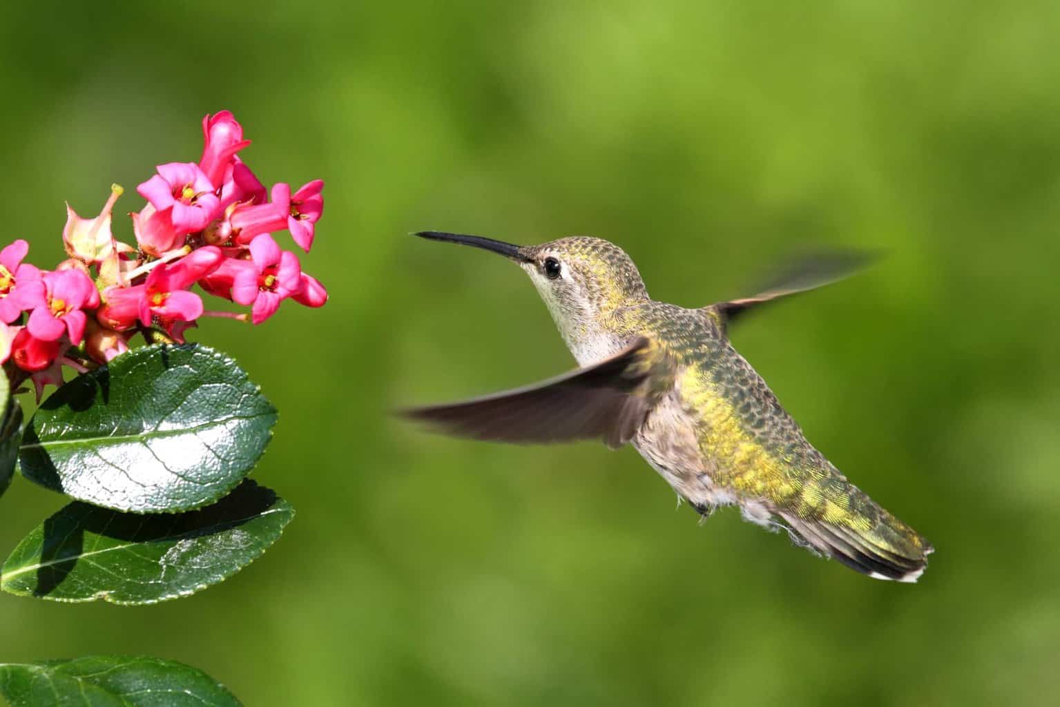 Do Hummingbirds Migrate