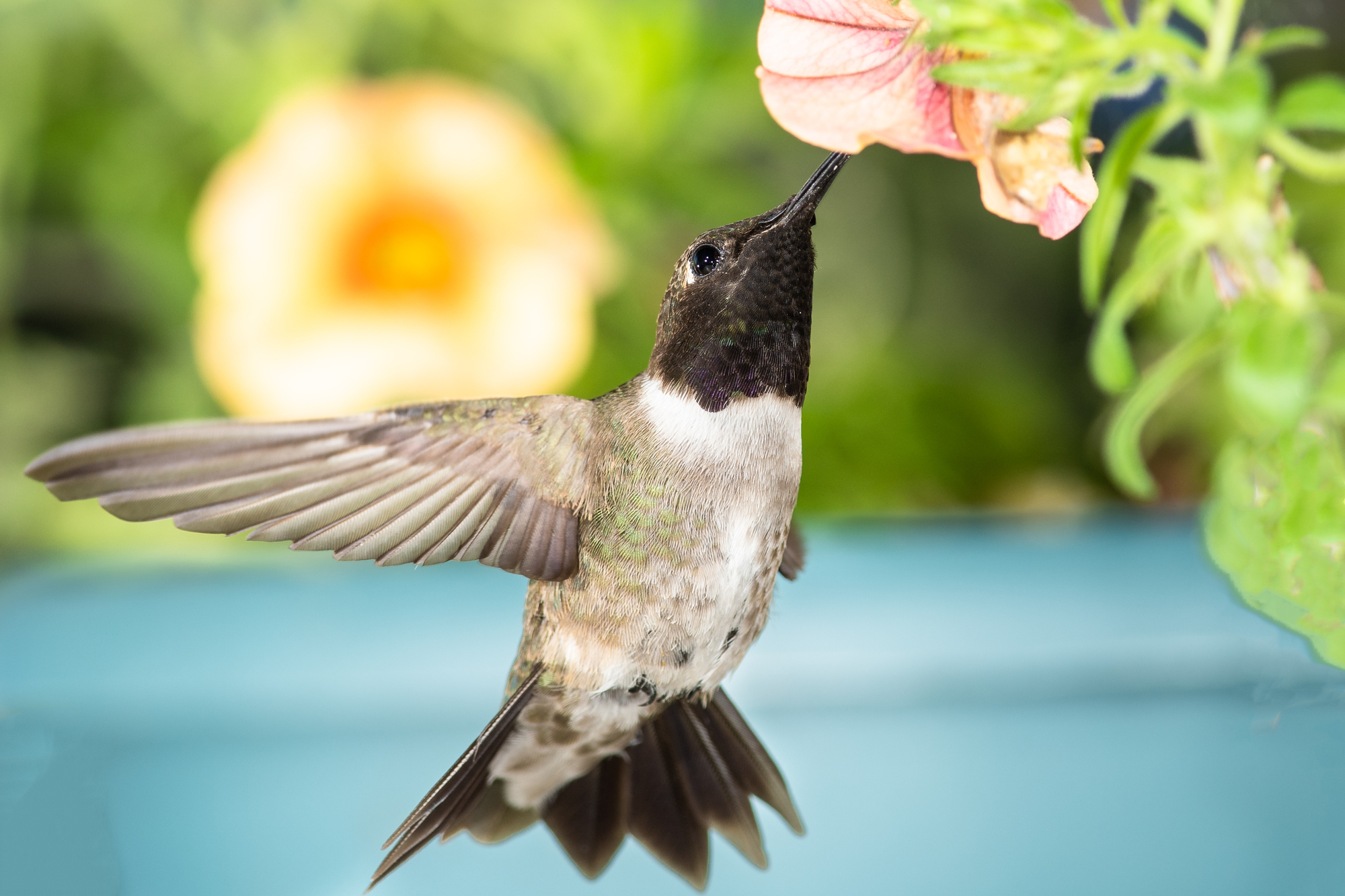 Do Hummingbirds Pollinate