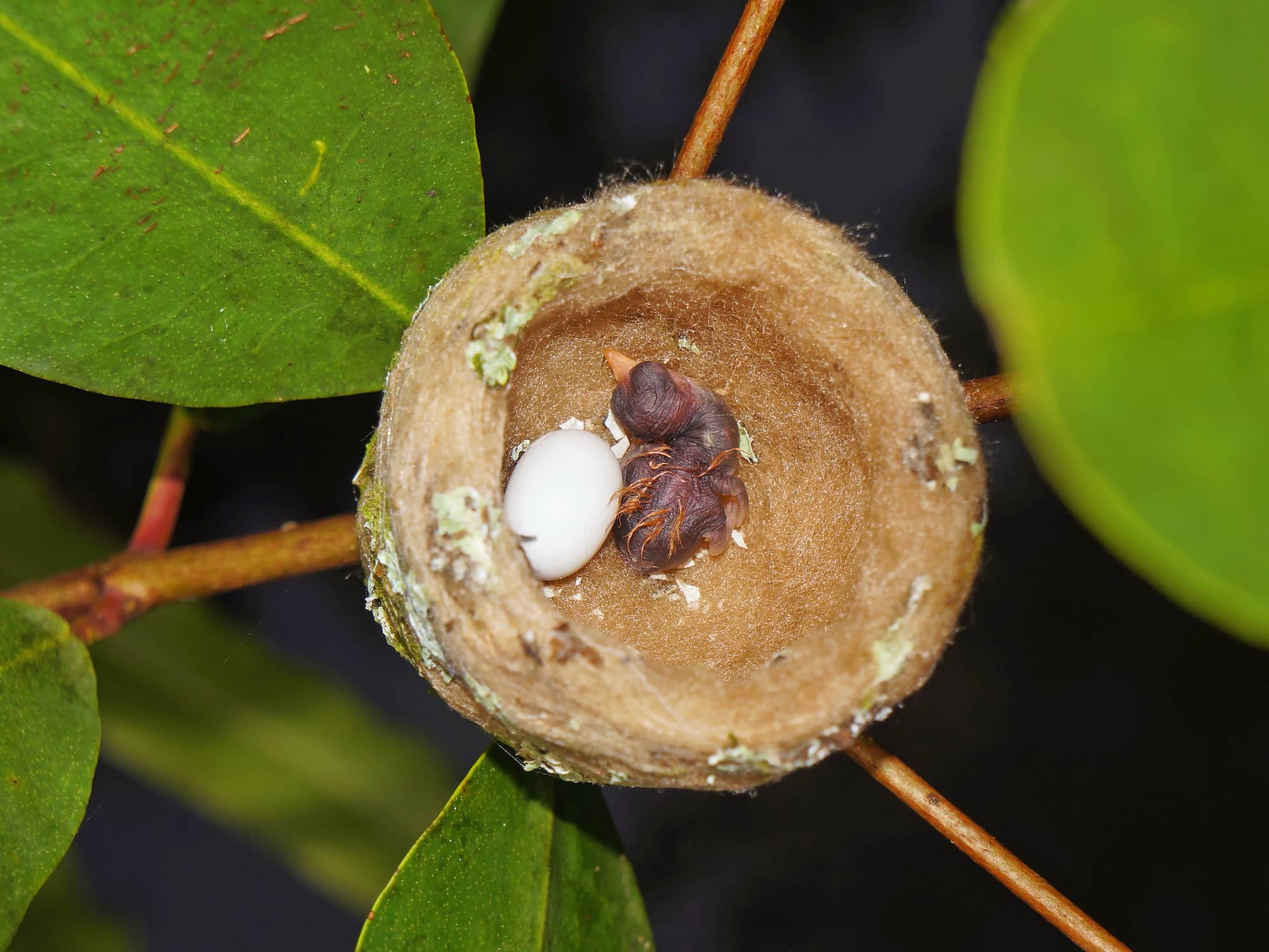 Bee Hummingbird Nest At Denise Feliciano Blog
