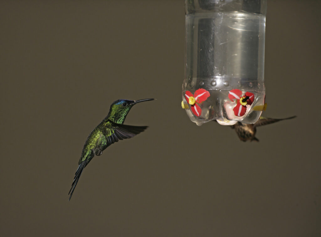 How To Feed A Hummingbird Without A Feeder