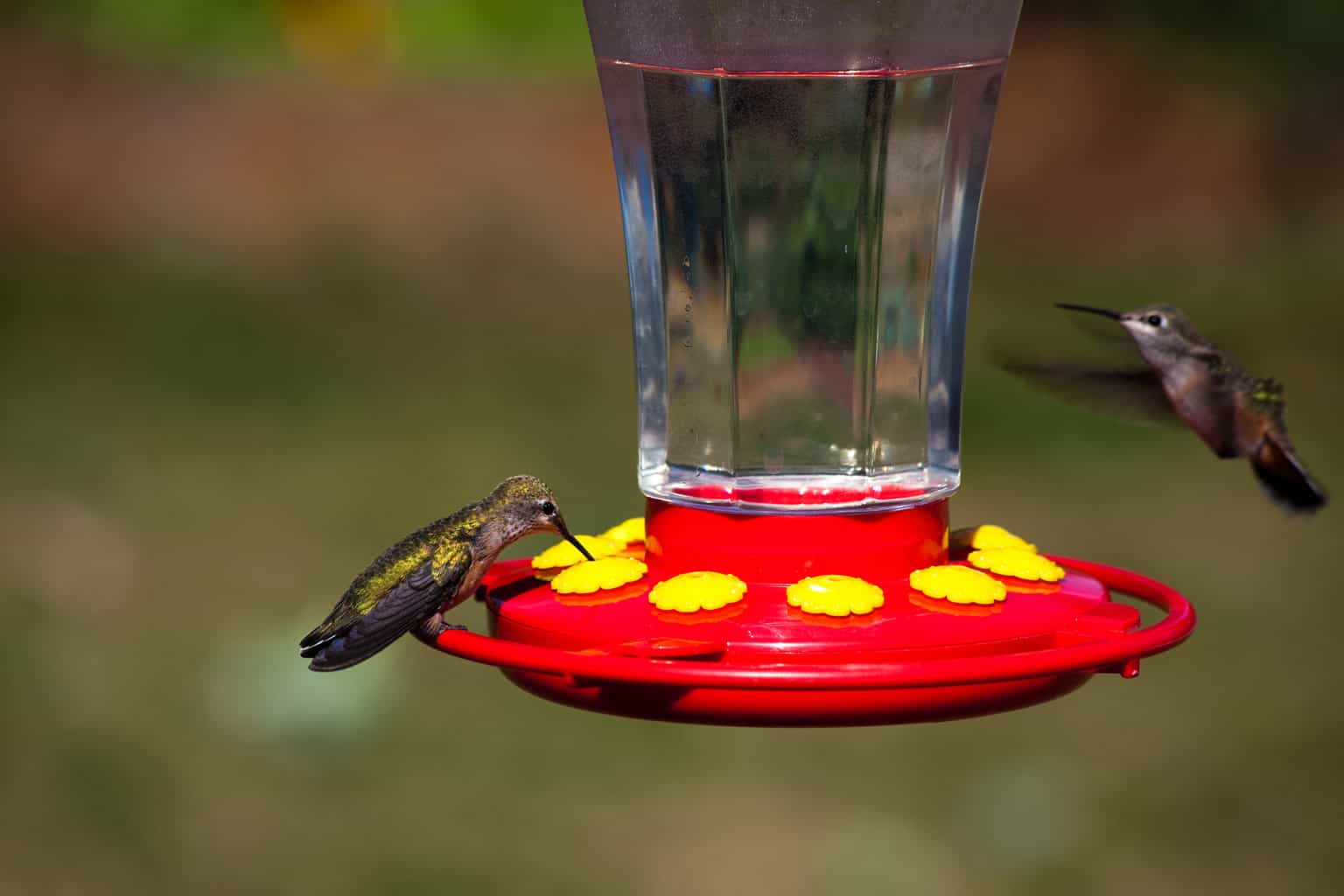 How To Fill a Hummingbird Feeder