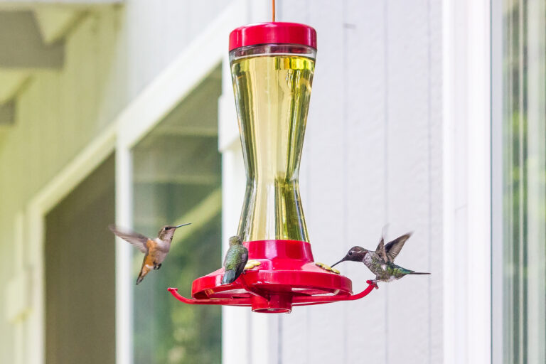How To Make Hummingbird Food
