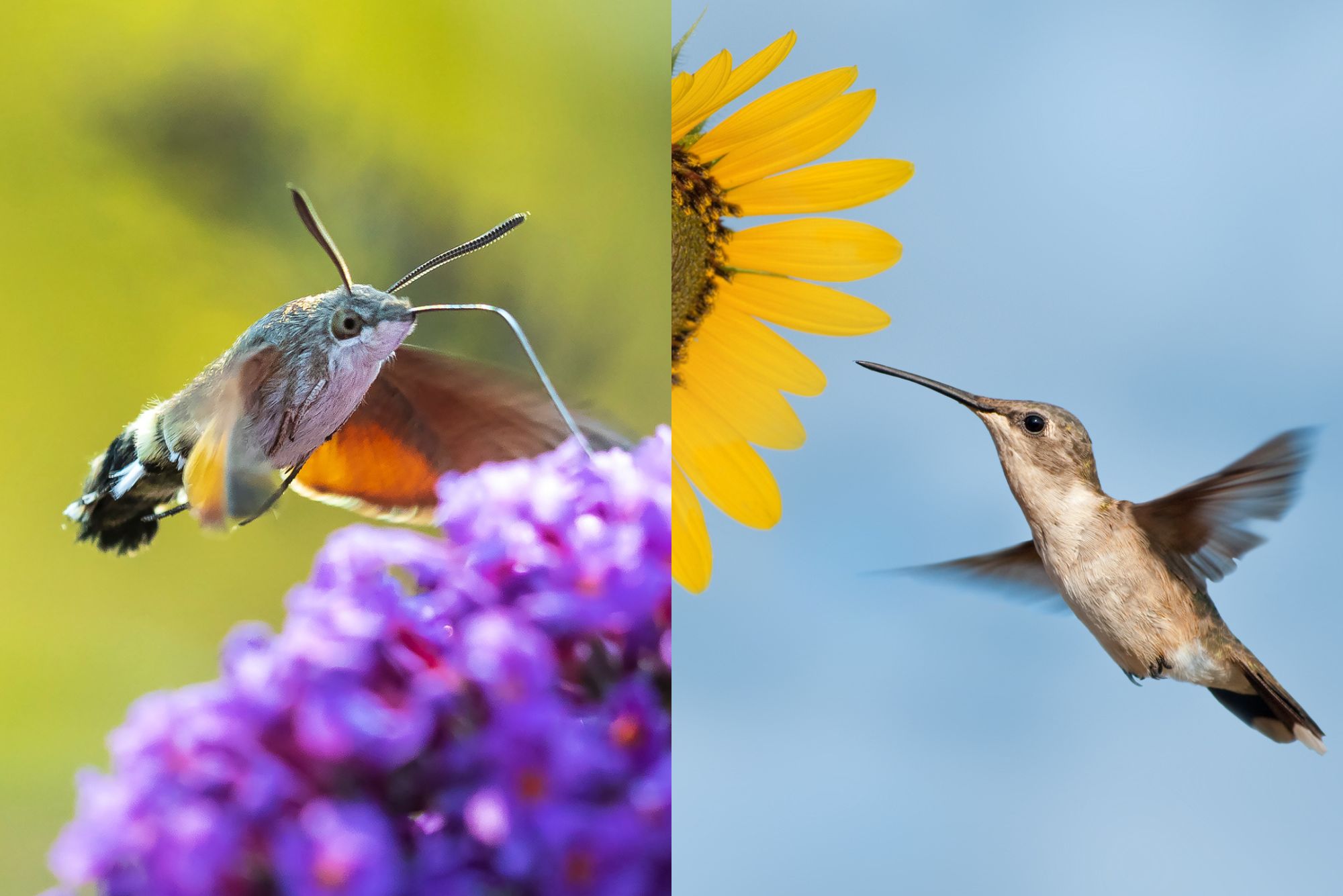 Hummingbird Moth vs Hummingbird