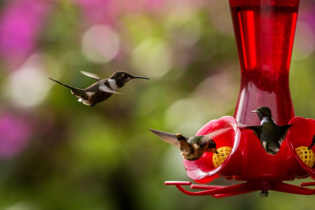 Is Sugar Water Good for Hummingbirds