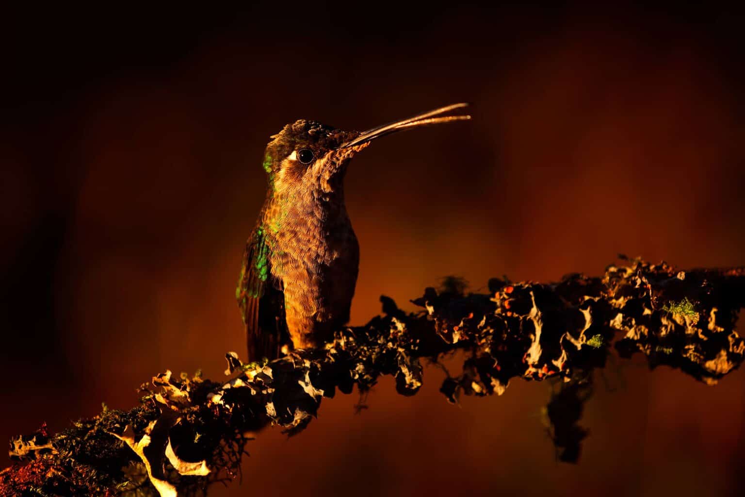 Where Do Hummingbirds Go At Night